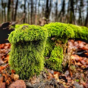 Zwei gute alte Bekannte und Freunde, die einfach nicht von der Stelle kommen, aber ganz zufrieden wirken und in sich zu ruhen scheinen. Wozu also Hektik? Foto: Hufner