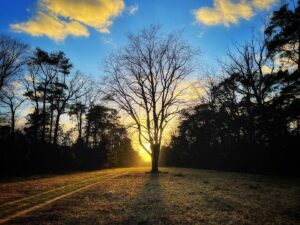 Der Baum. Foto: Hufner