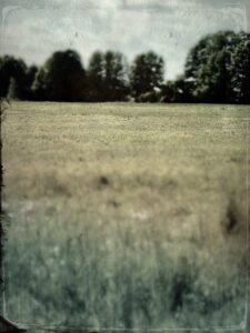 Auf der Wiese sind die Vögel versteckt. Foto: Hufner
