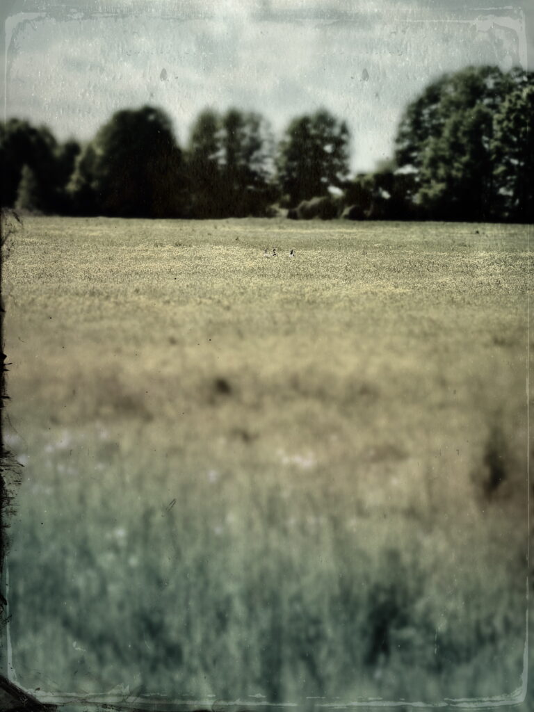 Auf der Wiese sind die Vögel versteckt. Foto: Hufner