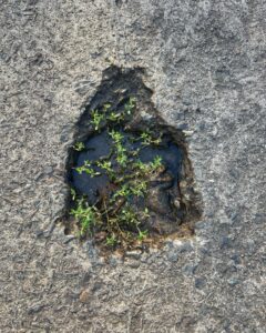 Das ist die unerschütterliche Kraft der Natur. So zart zugleich wie beharrlich utopisch.