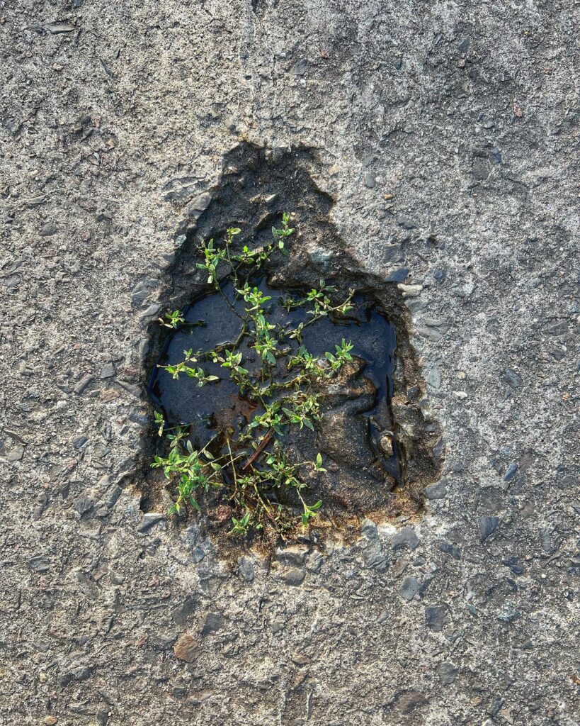 Das ist die unerschütterliche Kraft der Natur. So zart zugleich wie beharrlich utopisch.