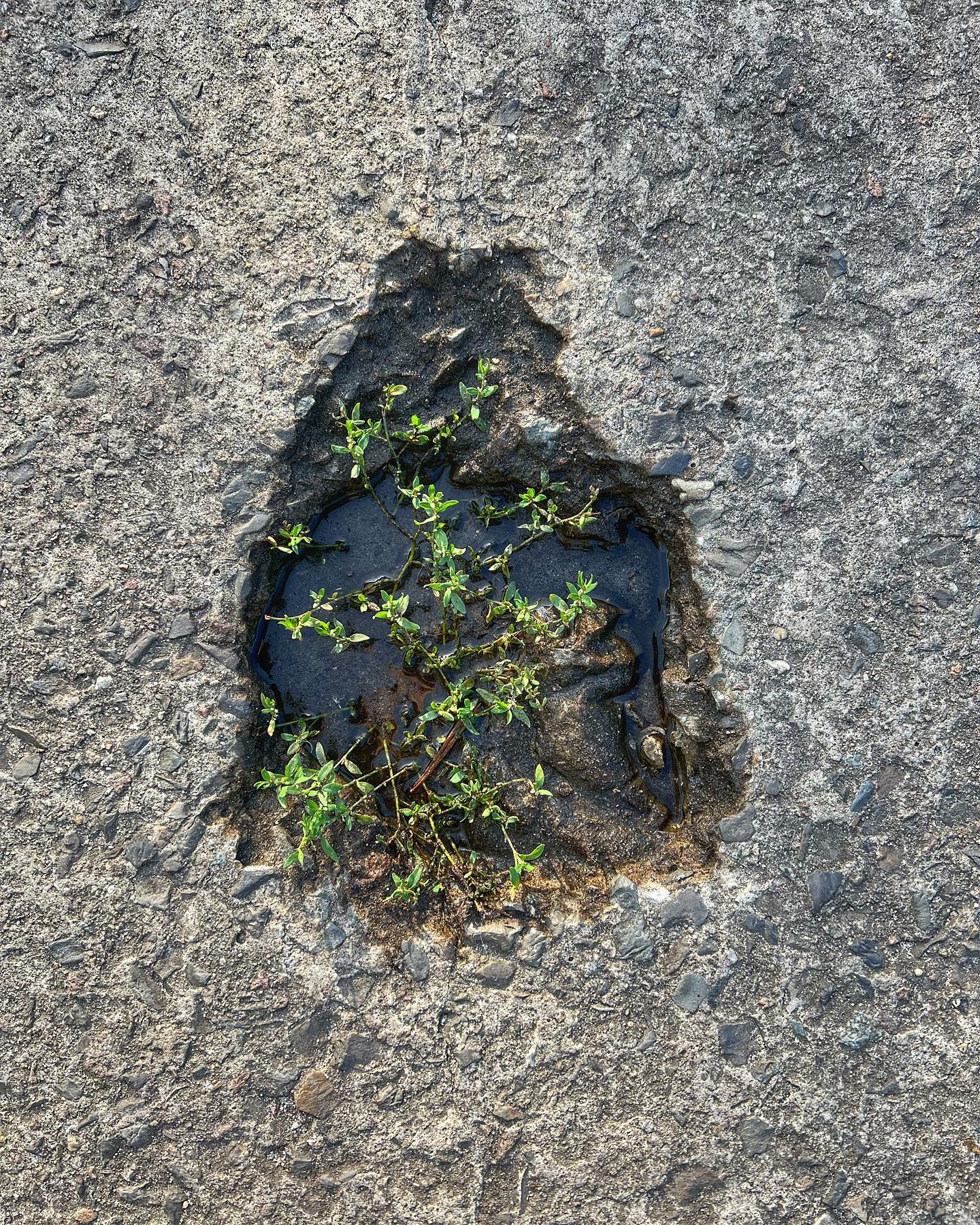 KW 35 – Natur und Asphalt