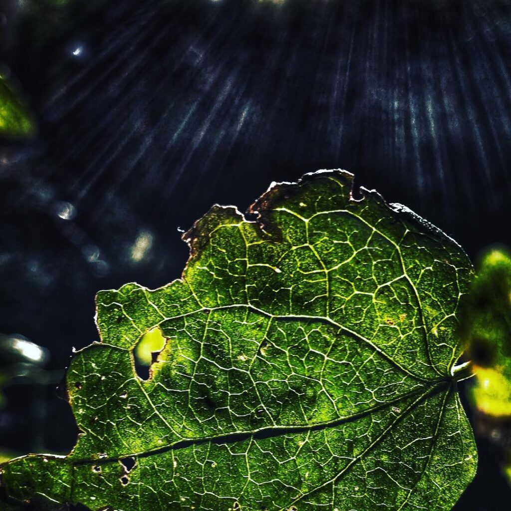 Der Herbst. Foto: Hufner