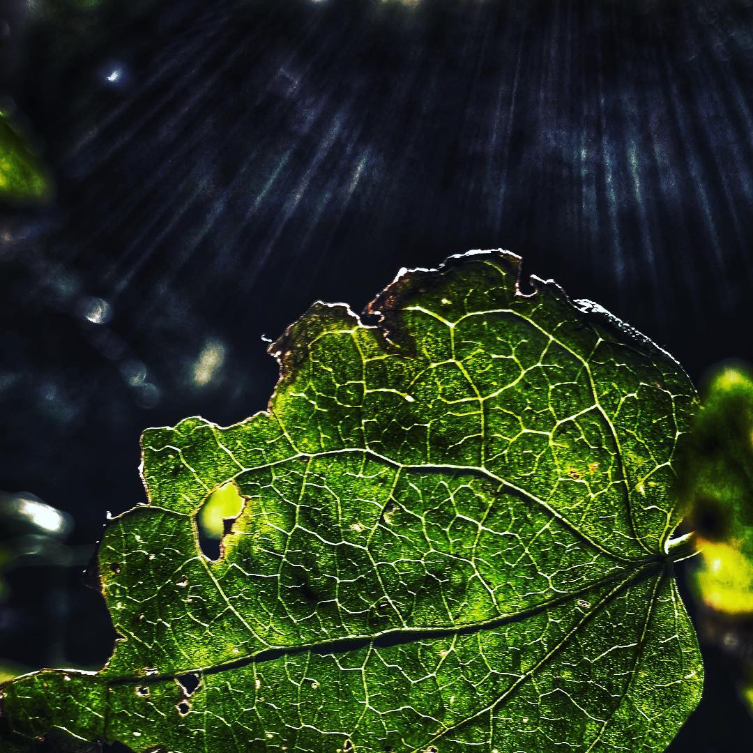 kw 42 – der hörbst