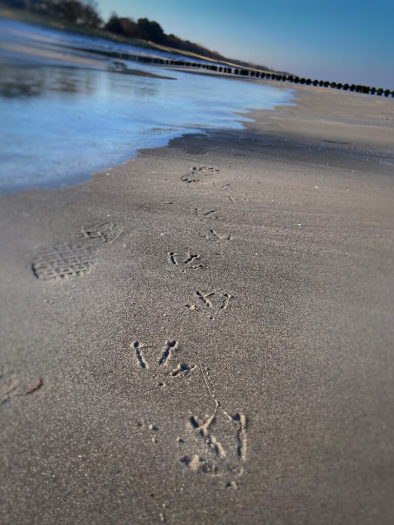 Spuren im Sand. Foto: Hufner