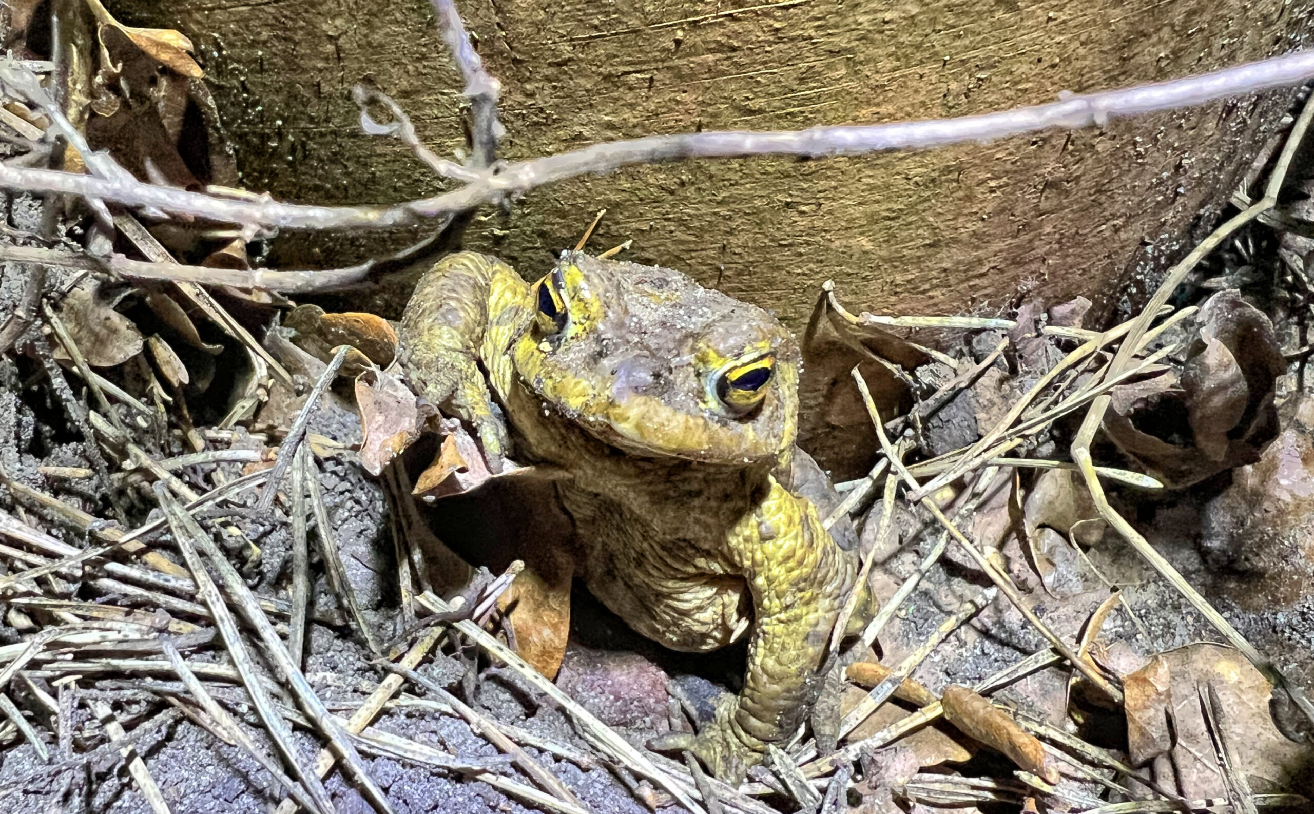 kw 11/26 – erdkröte