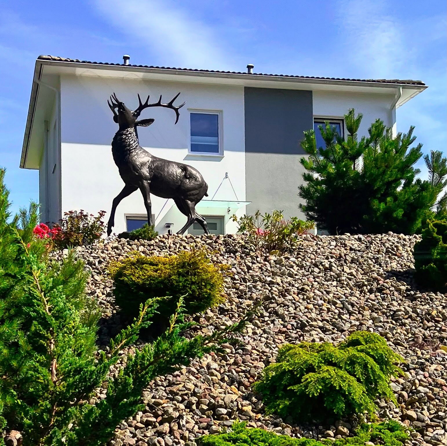 Röhrender Hirsch am nahen Golfplatz. Foto: Hufner